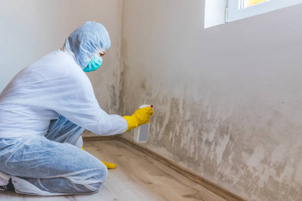 Licensed Basement Mold Remediation service in Mechanicsburg, PA - WQB Mold Removal